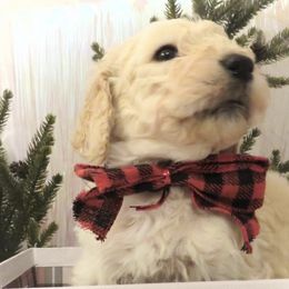 Poodles from Julie Halsnoy's Standard Poodles