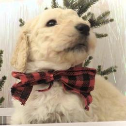 Poodles from Julie Halsnoy's Standard Poodles