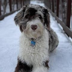 Double Doodles from Northern Sky Doodles