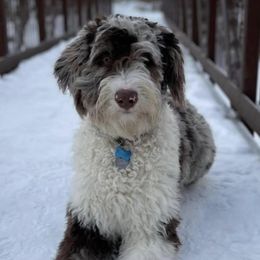 Double Doodles from Northern Sky Doodles