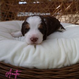 Anitta - Tri-color female Bernedoodle puppy in from Little Golden Farm