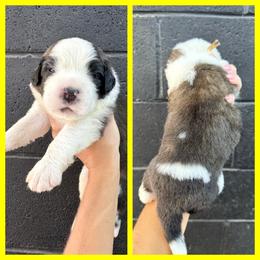 Yellow - Mahogany and white female Saint Bernard puppy in Ladysmith, Wisconsin from Northwoods Saint Bernards