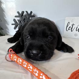 Orange - Black male Labrador Retriever puppy in Newton Grove, North Carolina from Wayalife Labradors & Gsp’s