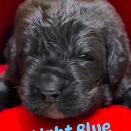 Boy 3 - AKC Registered Light Blue - Black male Newfoundland puppy in Marshall, Missouri from Majestic Gentle Giants