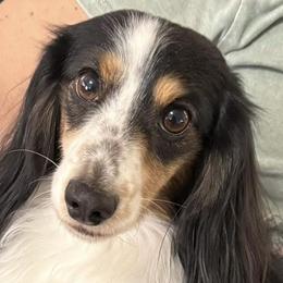 Beau - Dachshund