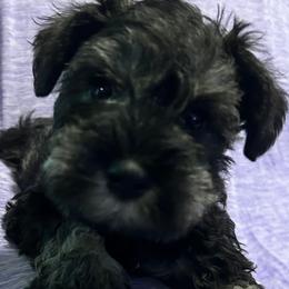 Miniature Schnauzer puppies from Lakehouse Miniature Schnauzers of Southern Indiana