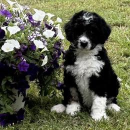 Moxi - Sable female Aussiedoodle puppy in Lavonia, Georgia from H & A Kennels