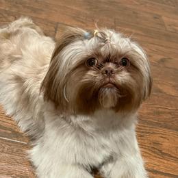 Ava - Shih Tzu