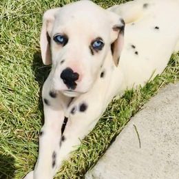 Dalmatians from Home Grown Dalmatians