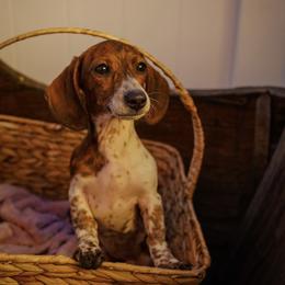 Matilda - Piebald female Dachshund puppy in Temecula, California from Naomi Magee's Dachshund Kennel