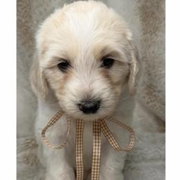 Zephyr - Chalk male Australian Labradoodle puppy in Upland, California from Kings Labradoodles