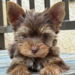 Kisses - Chocolate and tan female Yorkshire Terrier puppy in Los Angeles, California from 818 Yorkies
