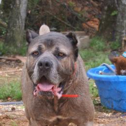 Phantom - Cane Corso
