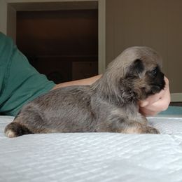 Oden - Lilac male Shih Tzu puppy in Brodnax, Virginia from Kbsshihtzus