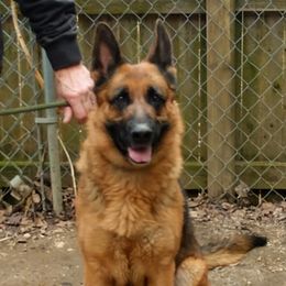 German Shepherds from Morning Mist Farm
