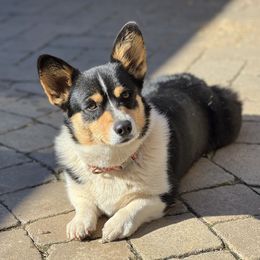 Patata - Pembroke Welsh Corgi