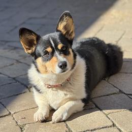 Patata - Pembroke Welsh Corgi
