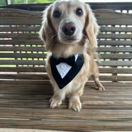 Butters - Dachshund