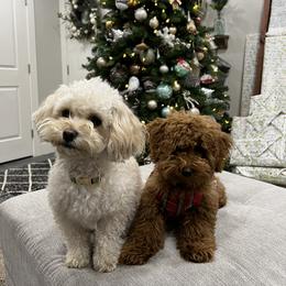 Goldendoodle and Maltipoo Puppies from Jessica's Maltipoo and Goldendoodle