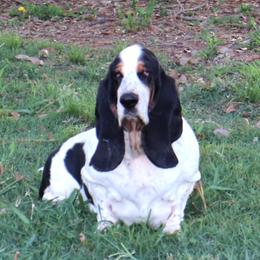Lexus Extreme Breenbrass aka Extreme - White black and red female Basset Hound puppy in Morton, Mississippi from Magnolia Basset Hounds