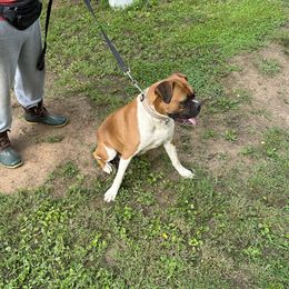 Mocha - Boxer