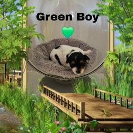 Green boy - Parti male Yorkshire Terrier puppy in Inverness, Florida from Luvayorkie&more