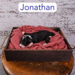 Jonathan - Tri-color male Bernedoodle puppy in Calhoun, Georgia from Happy Top Doodles