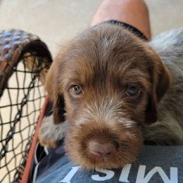 Rex - Chestnut and gray Wirehaired Pointing Griffon puppy in Glendale, Arizona from Agassiz Griffons Glendale AZ