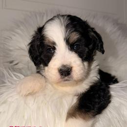 Glitter - Tri-color female Bernedoodle puppy in Beecher, Illinois from Erica’s Doodles