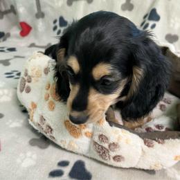 Tan - Black and cream male Dachshund puppy in Cumby, Texas from Dog Daze Ranch