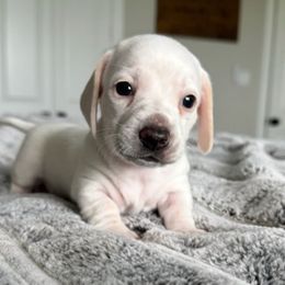 ARCHIE - Cream male Dachshund puppy in Fort Worth, Texas from Chadwick Farms Mini Dachshunds