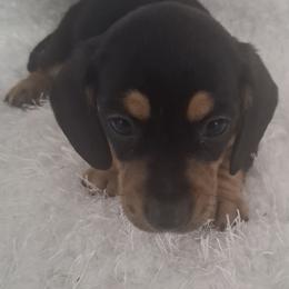 Skeeter - Black and cream male Dachshund puppy in Hillsville, Virginia from Bonderosa Kennels