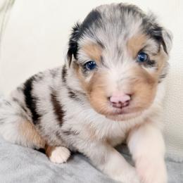 Gunner - Blue merle male Australian Shepherd puppy in Ohio from Fetchington Run Australian Shepherds