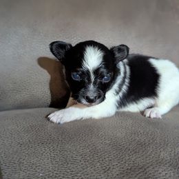 Boy 3 - White black and tan male Papillon puppy in Joshua, Texas from Summertime Kennels