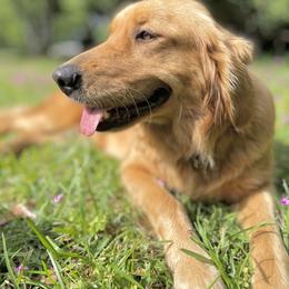 Golden Retriever All Grown Up from Magnolia Farm