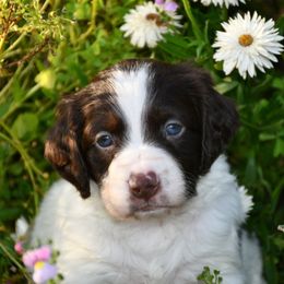 Wyatt - Liver and white male Brittany puppy in Hollidaysburg, Pennsylvania from Royal Flush Farms