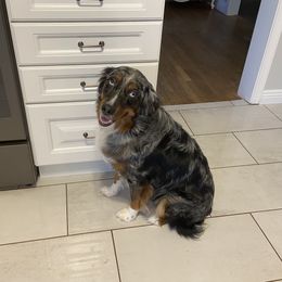 Trixie - Australian Shepherd