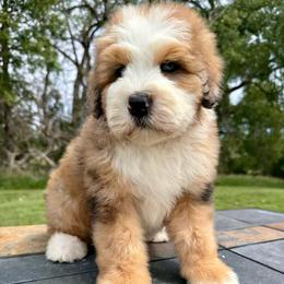 Chocolate Merle Girl - Chocolate merle female Bernedoodle puppy in Sioux Falls, South Dakota from WhiskeyCreek Doodles