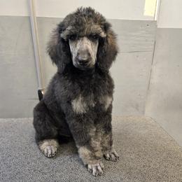 Phantom Female - Phantom female Poodle puppy in Patterson, California from Paterson Poodles