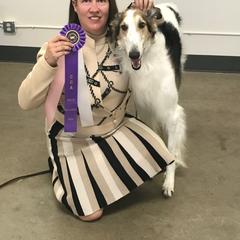 Borzois and Cavalier King Charles Spaniels from Aria Borzoi and Arioso Cavalier King Charles Spaniels