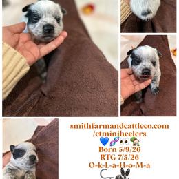 Orange-docked tail - Blue male Australian Cattle Dog puppy in Chelsea, Oklahoma from CT Mini Heelers