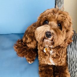 Holly Rose - Australian Labradoodle