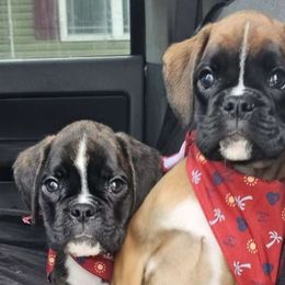 Brad - Fawn Boxer puppy in Lafayette, Tennessee from Silver Rain