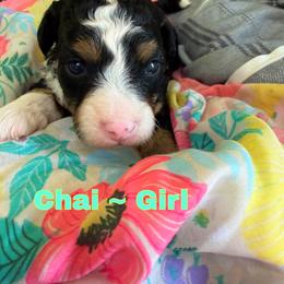 Chai - Phantom female Bernedoodle puppy in Sherman, Illinois from Shirl Doodle Life