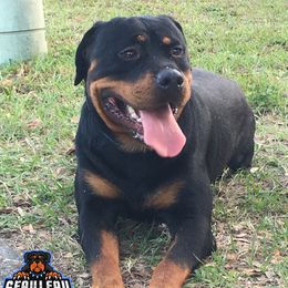 Zeus - Rottweiler