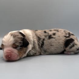 Ivy - Blue merle female Australian Shepherd puppy in New Boston, New Hampshire from Painted Pup Australian Shepherds
