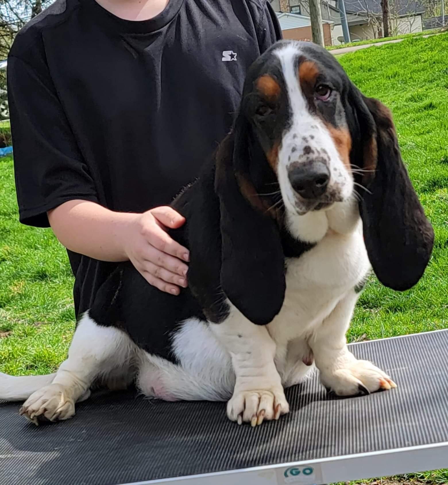 Grace Run Basset Hounds & Dobermans in Ohio Basset Hound, Doberman