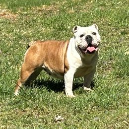 Poppy - Bulldog