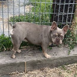 Luci - French Bulldog