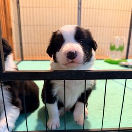 Frankenstein (Frankie) - Tri-color male Border Collie puppy in Lebanon, Oregon from Cahill’s Canines